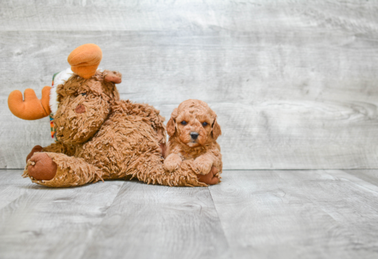 Best Cavapoo Baby