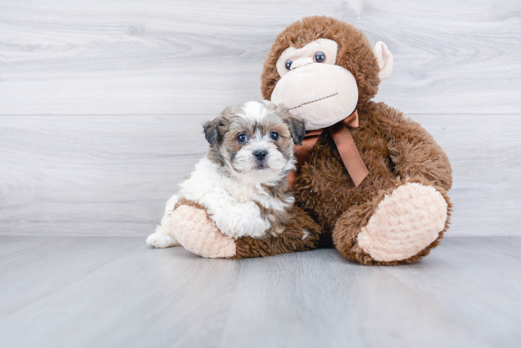 Funny Teddy Bear Designer Pup