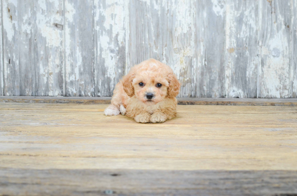 Cavapoo Pup Being Cute