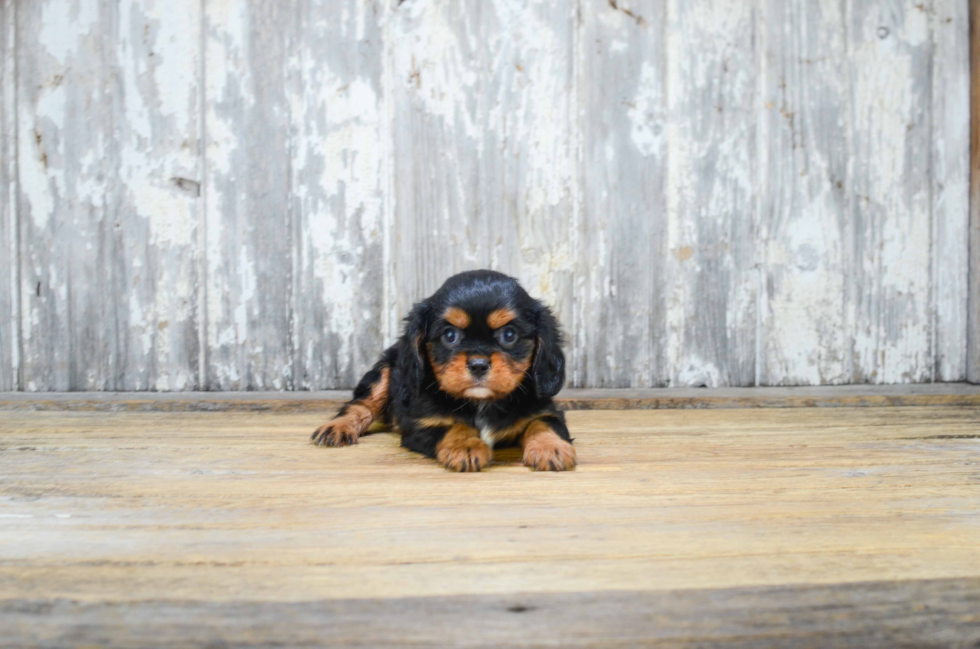 Cavalier King Charles Spaniel Puppy for Adoption