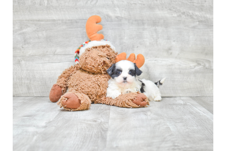 Teddy Bear Pup Being Cute