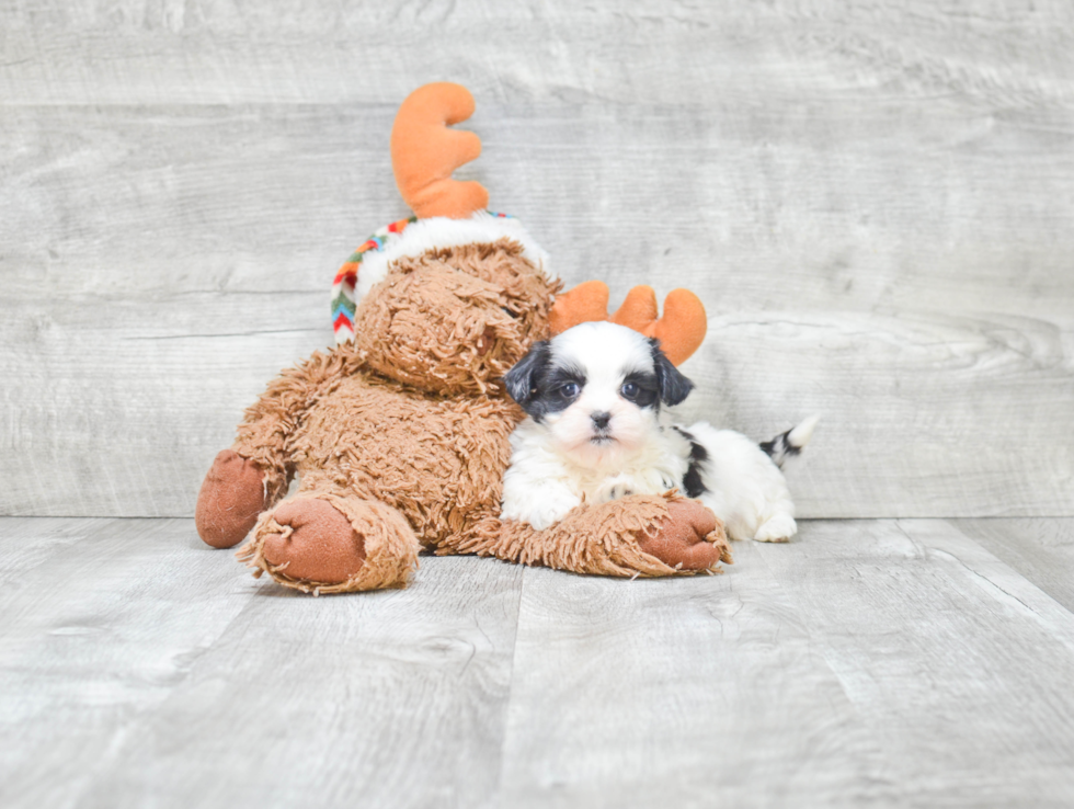 Teddy Bear Pup Being Cute