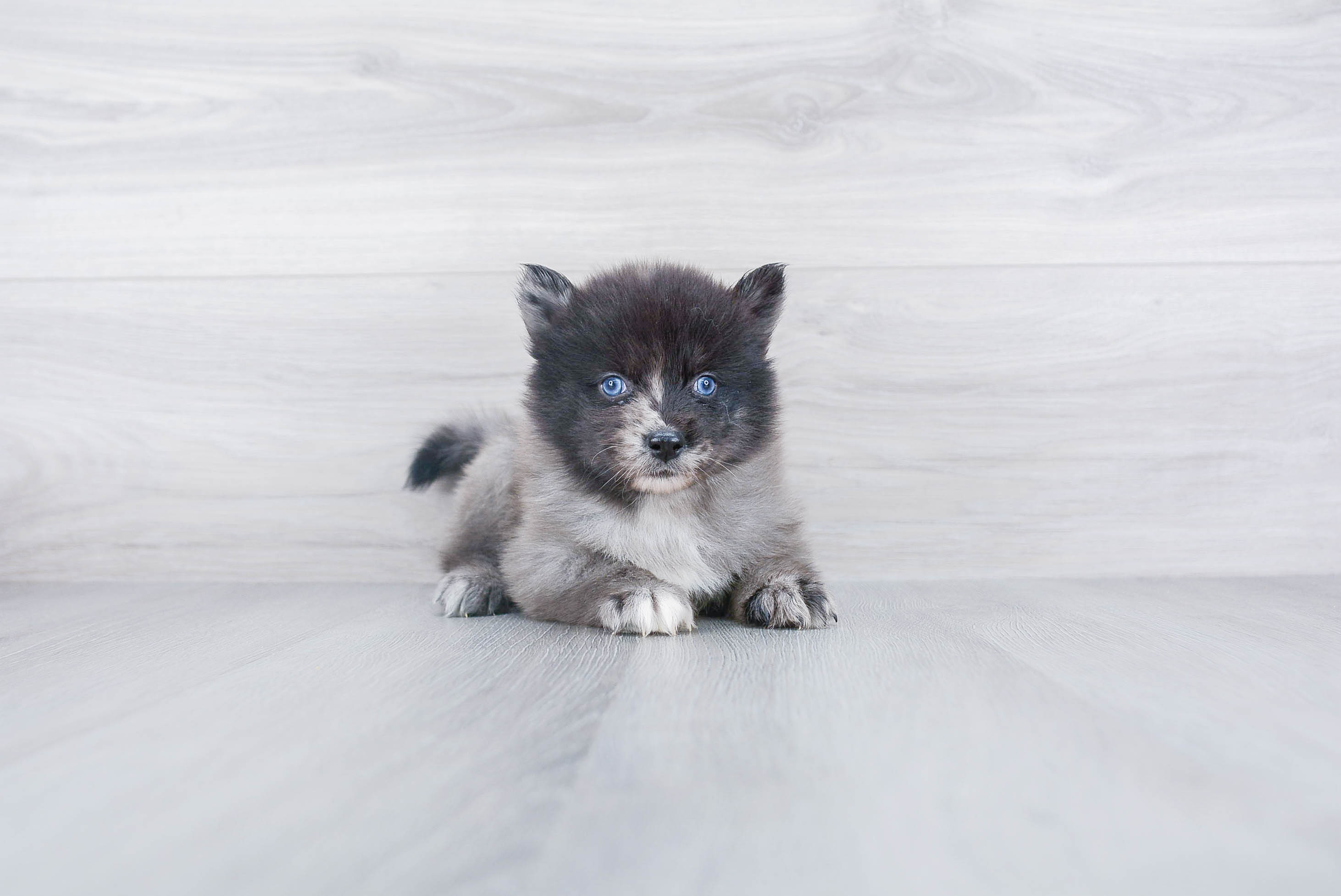Pomsky Pup Being Cute