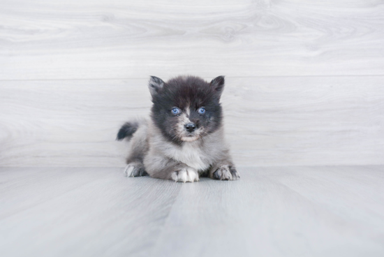 Pomsky Pup Being Cute