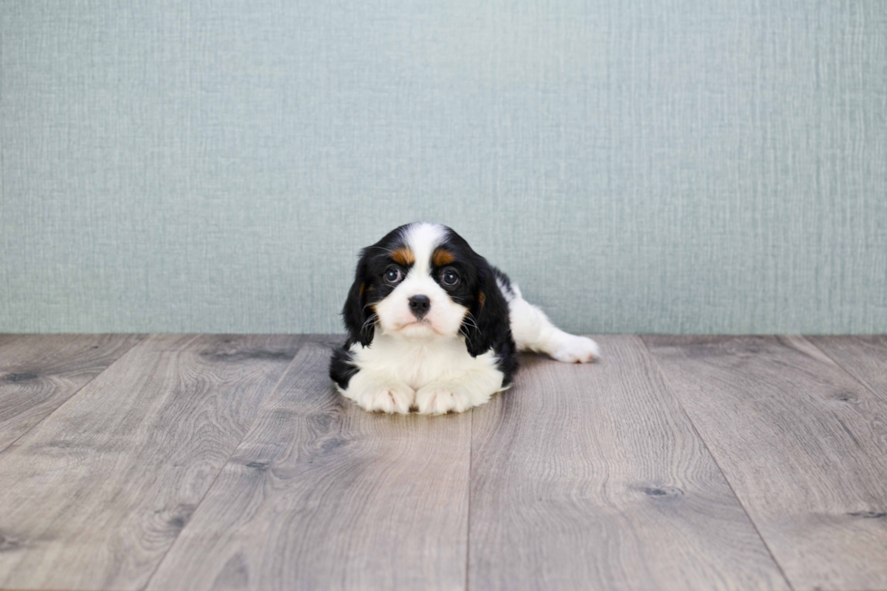 Cavalier King Charles Spaniel Pup Being Cute