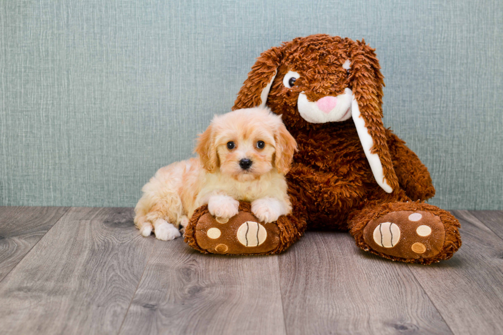 Fluffy Cavachon Designer Pup