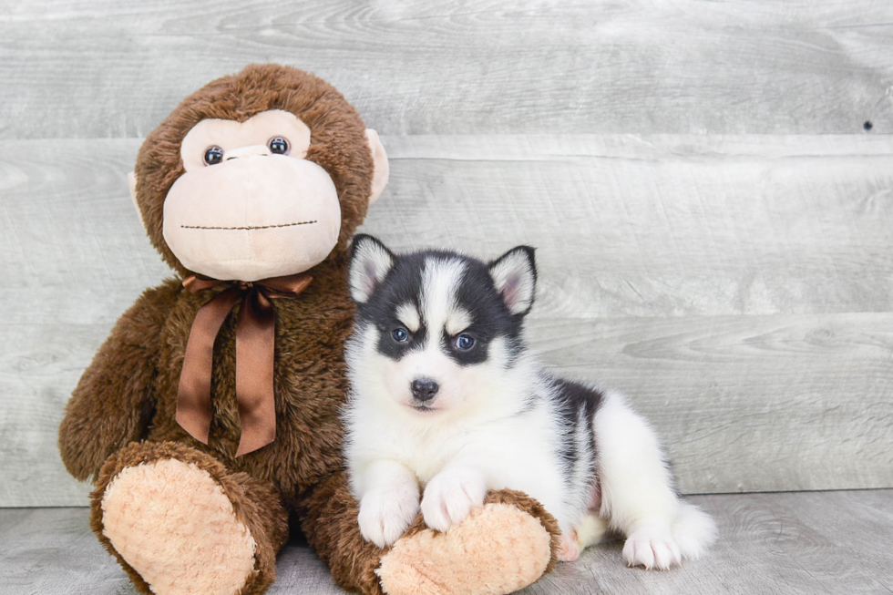 Friendly Pomsky Baby