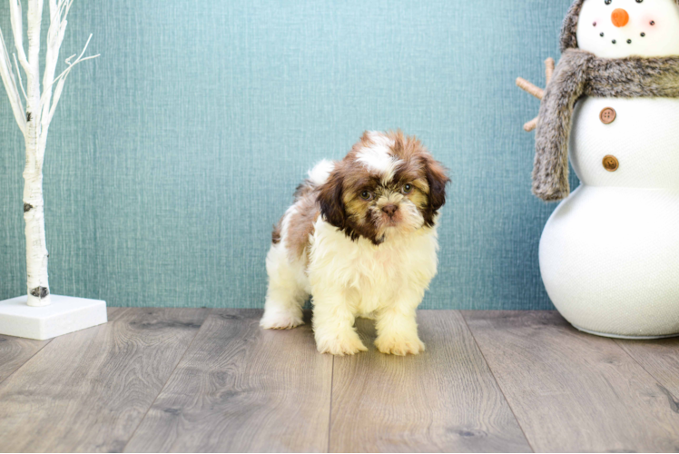 Funny Teddy Bear Designer Pup