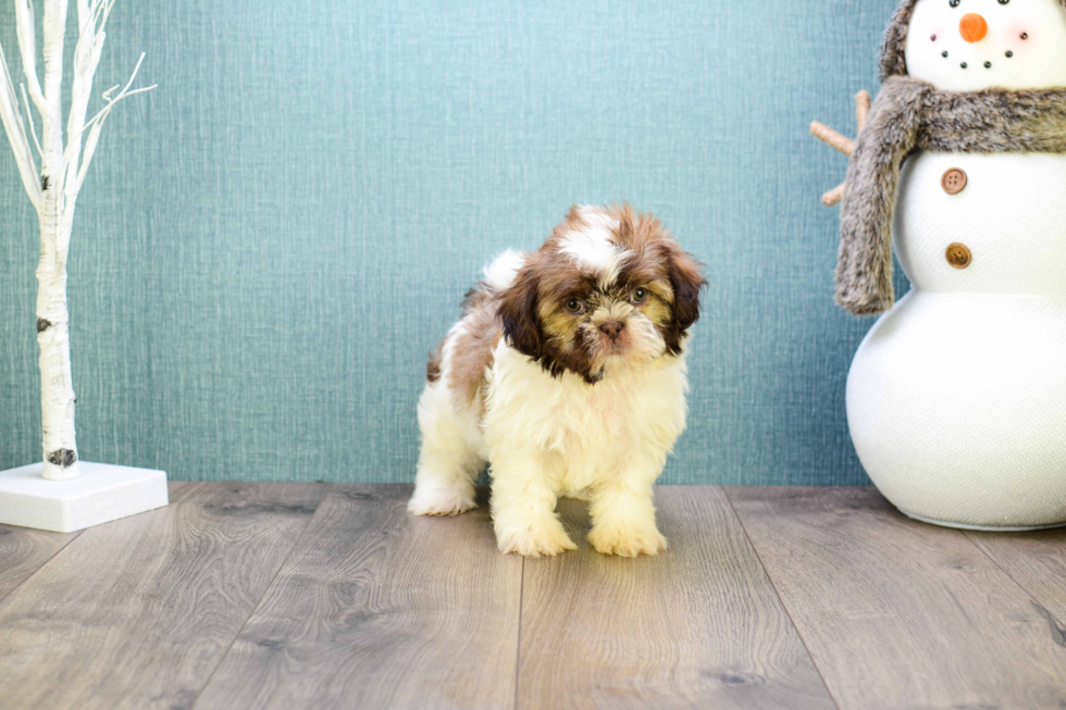 Funny Teddy Bear Designer Pup