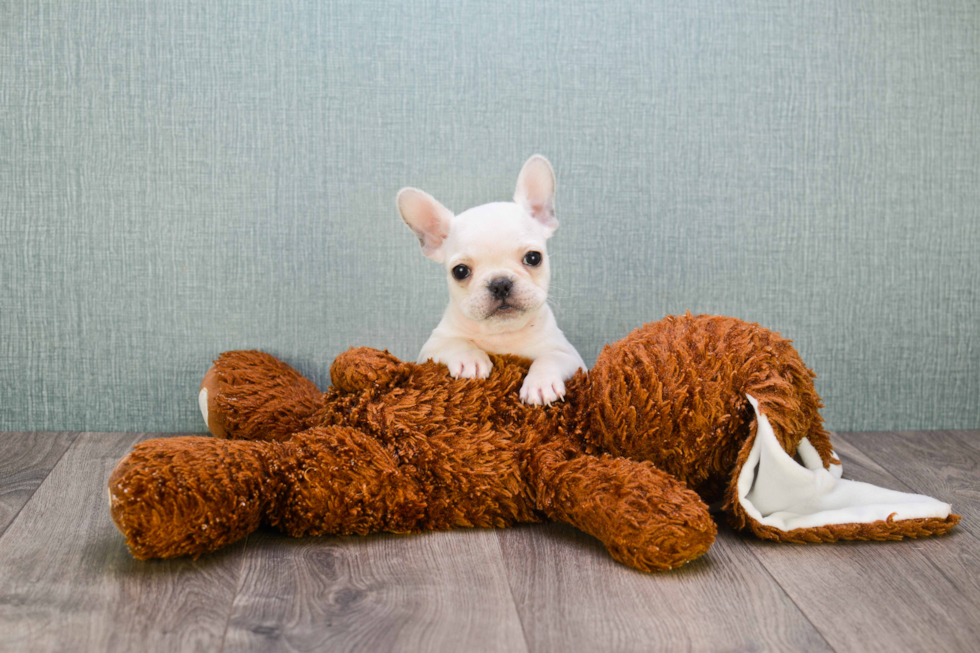 French Bulldog Pup Being Cute