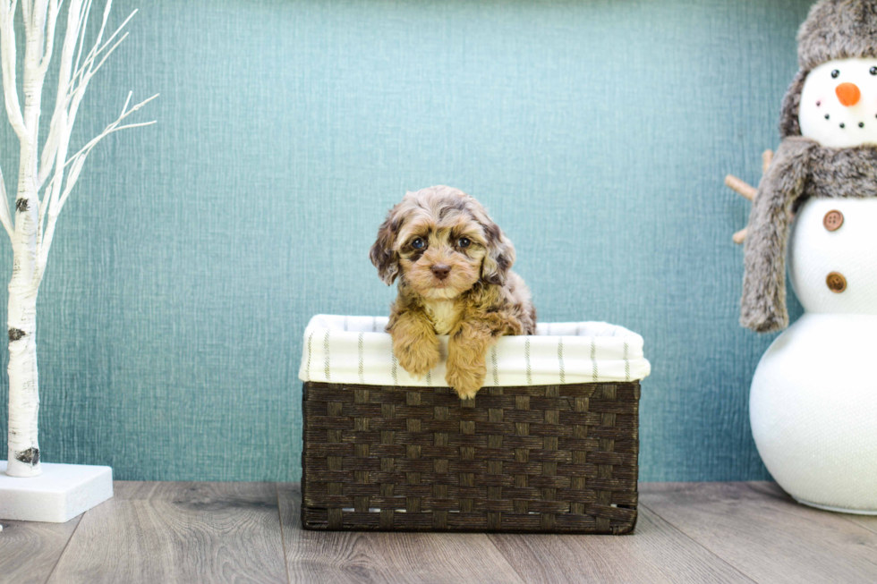 Cavapoo Puppy for Adoption