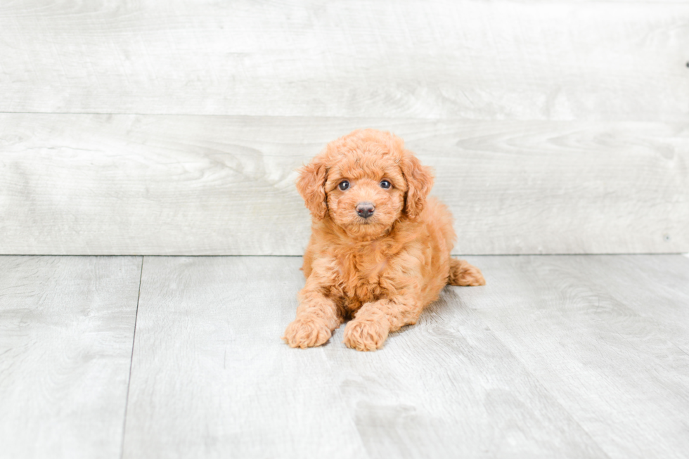 Mini Goldendoodle Puppy for Adoption