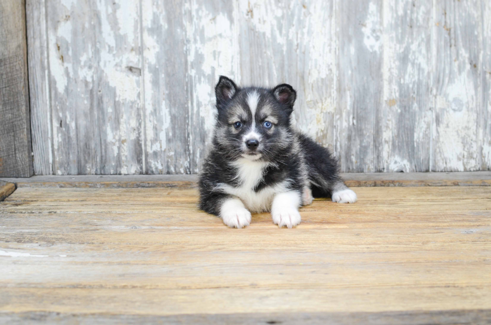 Pomsky Pup Being Cute