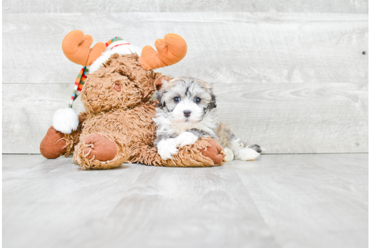 Best Havanese Baby