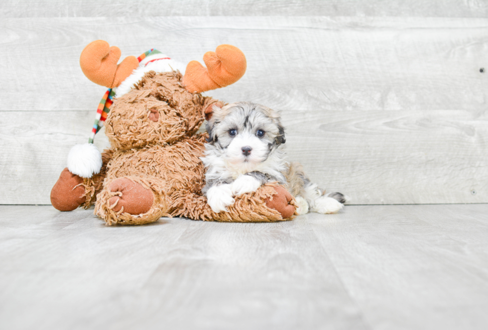 Best Havanese Baby