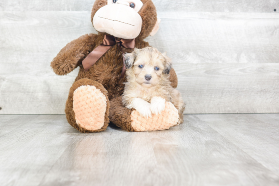 Mini Aussiedoodle Puppy for Adoption