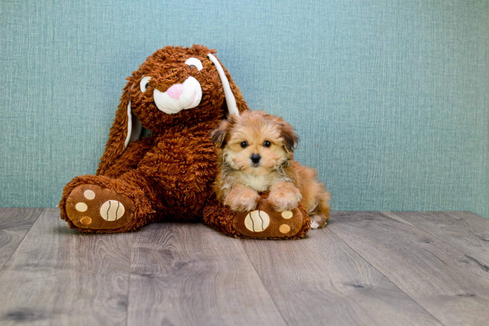 Morkie Pup Being Cute