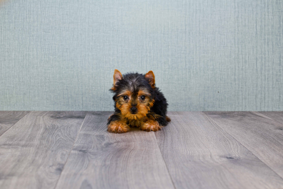 Meet Tinkerbell - our Yorkshire Terrier Puppy Photo 