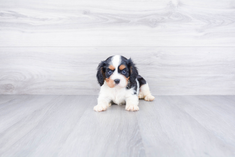 Best Cavalier King Charles Spaniel Baby