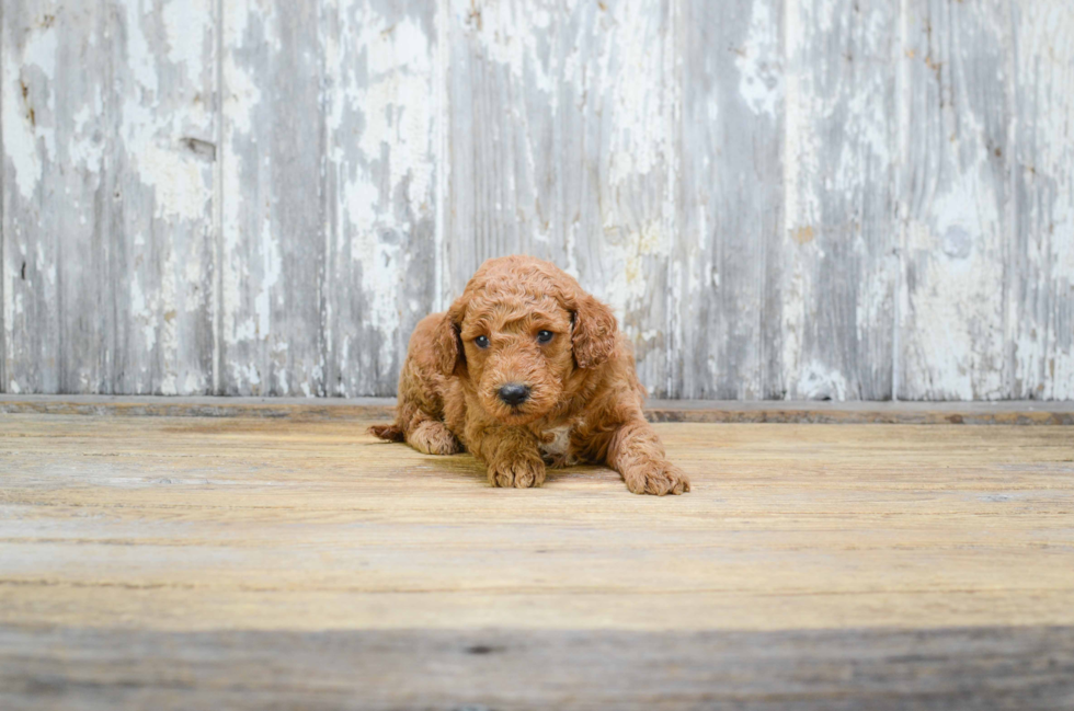 Mini Goldendoodle Puppy for Adoption