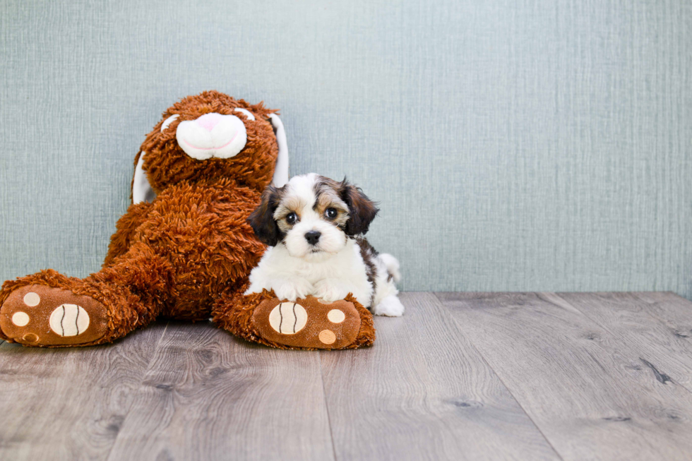 Cute Cavachon Baby