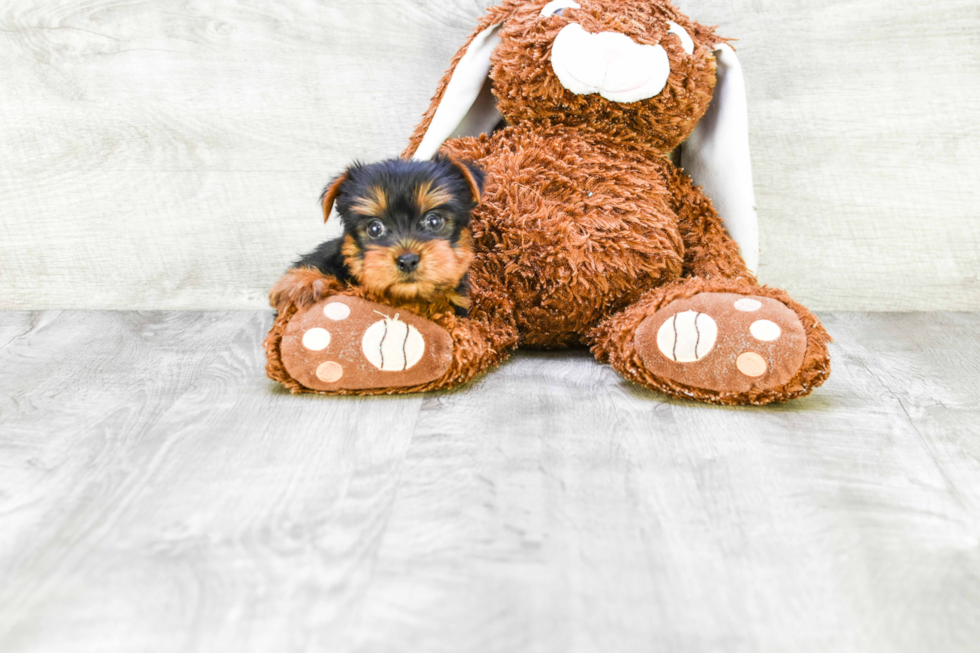 Meet Roscoe - our Yorkshire Terrier Puppy Photo 