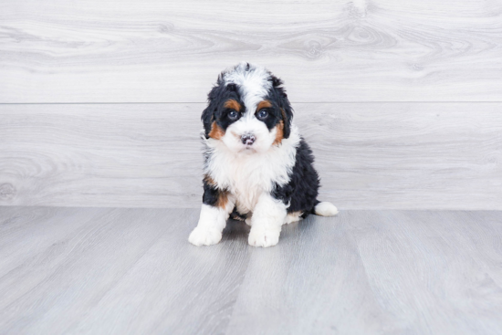 Sweet Mini Bernedoodle Baby