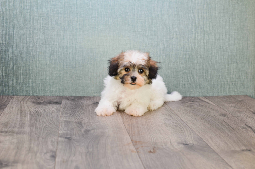 Havanese Puppy for Adoption