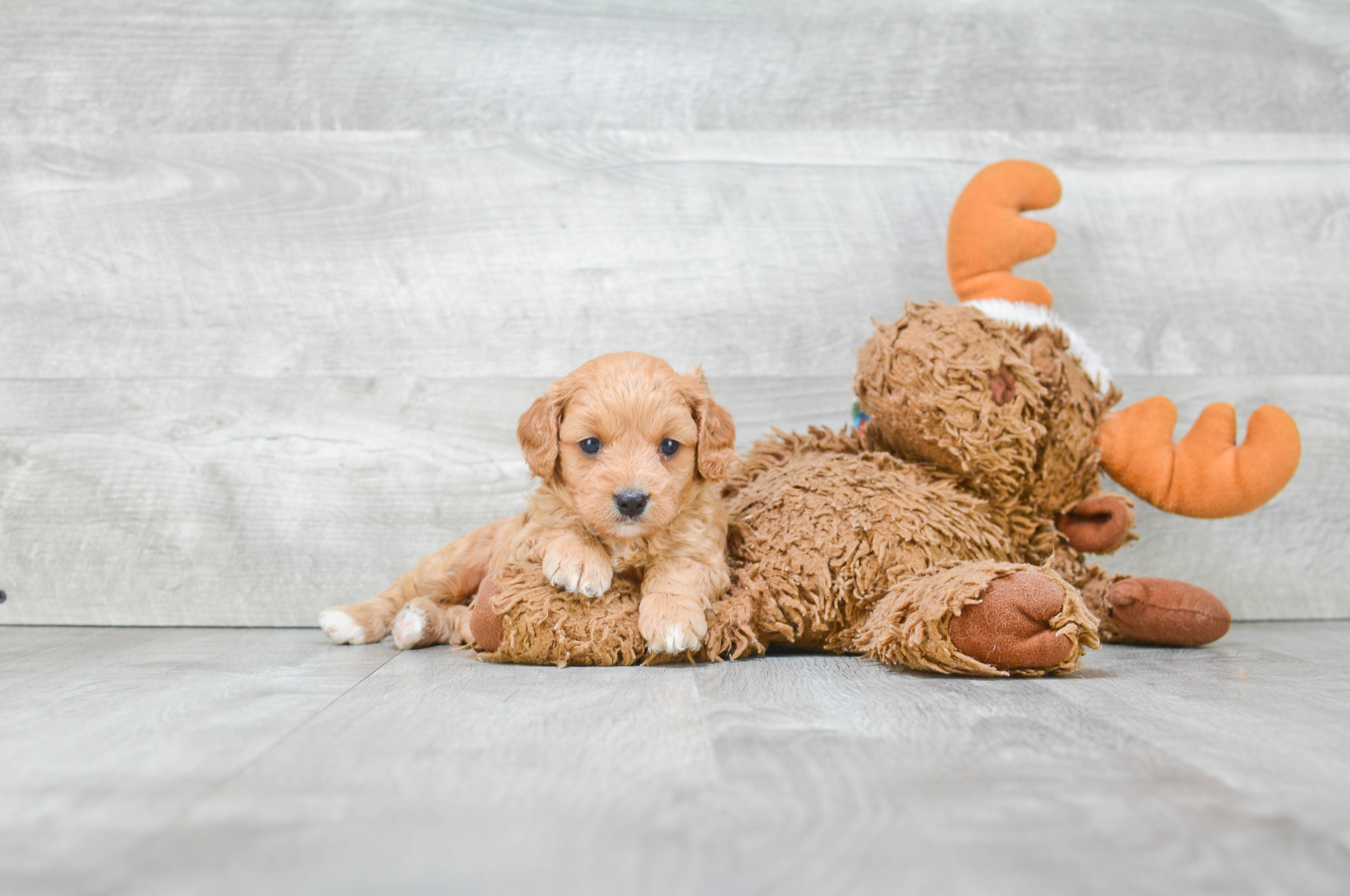 Cavapoo Pup Being Cute