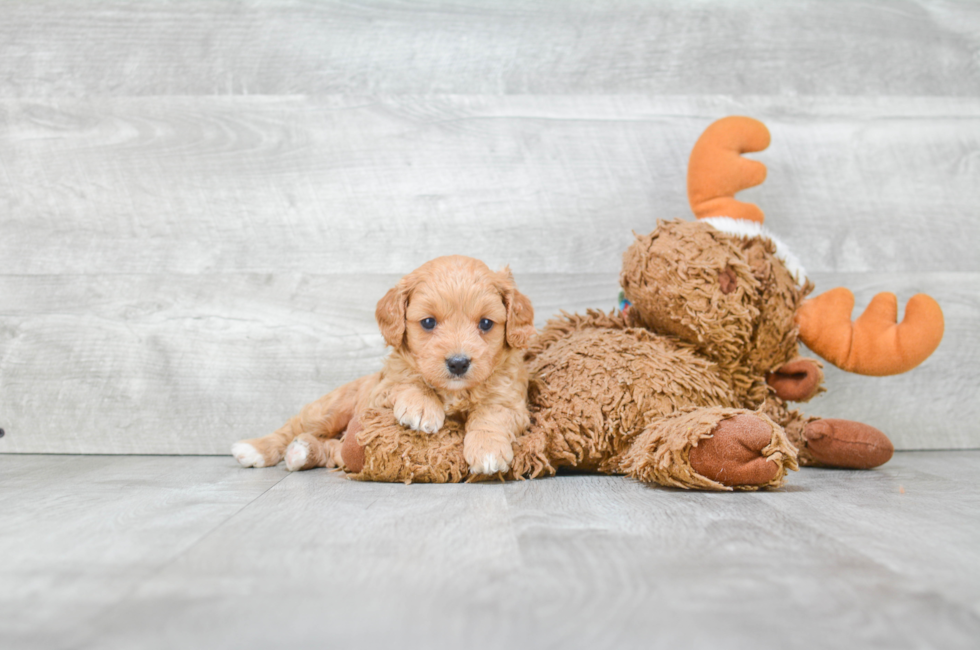 Cavapoo Pup Being Cute