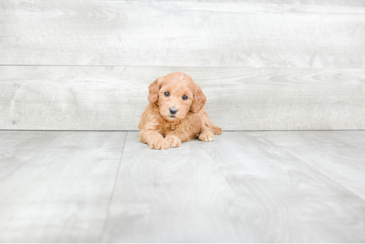 Mini Goldendoodle Puppy for Adoption