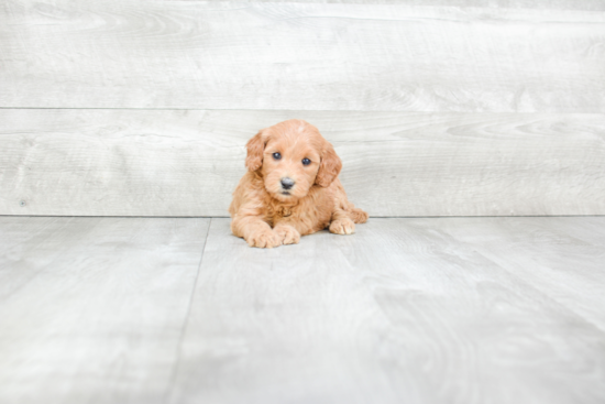 Mini Goldendoodle Puppy for Adoption