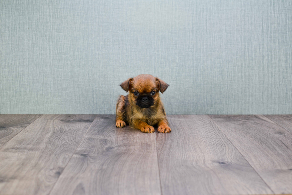 Cute Brussels Griffon Mix Pup