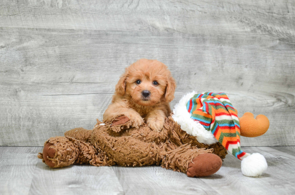 Popular Mini Goldendoodle Poodle Mix Pup