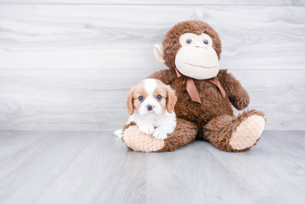 Best Cavalier King Charles Spaniel Baby