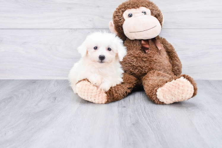 Fluffy Bichon Frise Purebred Puppy