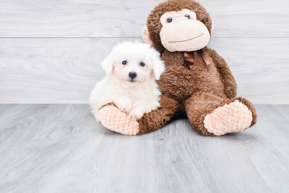 Fluffy Bichon Frise Purebred Puppy
