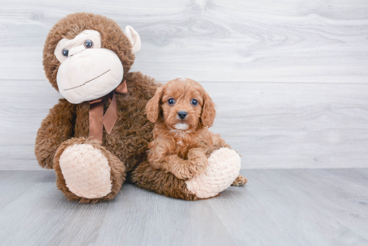 Fluffy Cavapoo Poodle Mix Pup