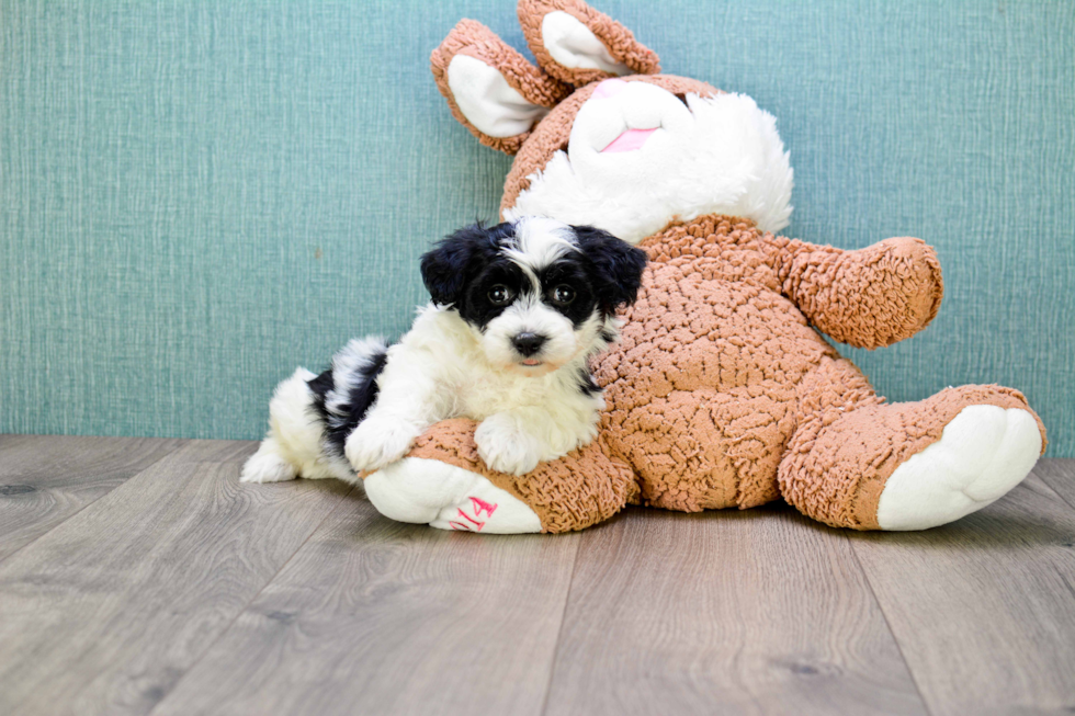 Friendly Havanese Purebred Pup