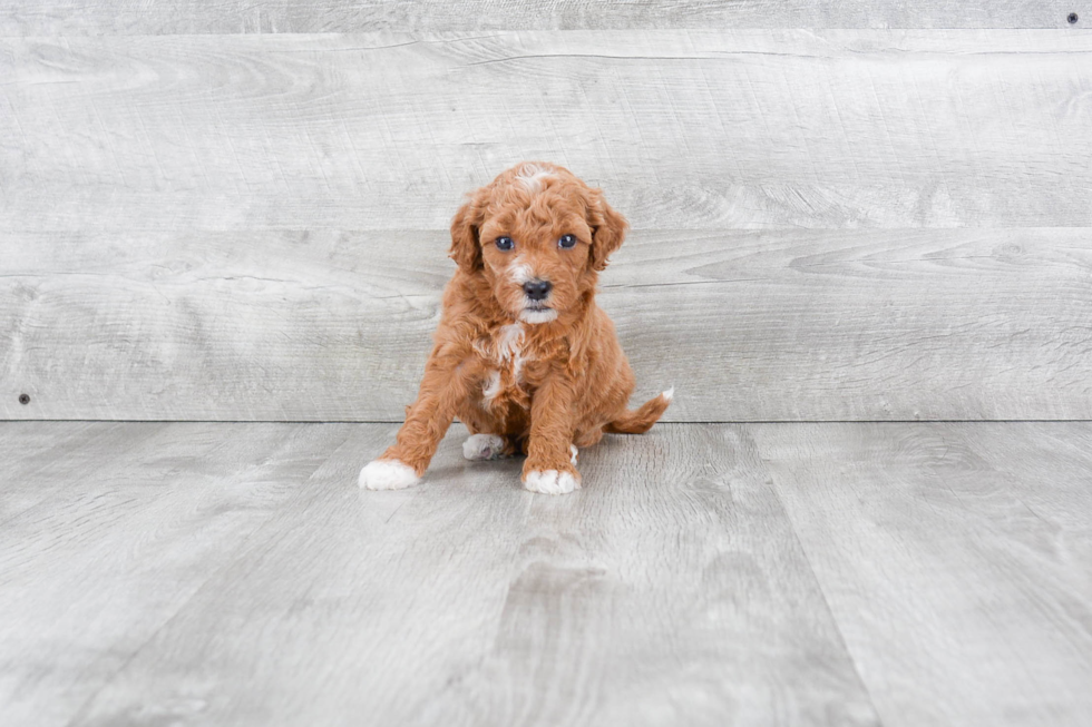 Hypoallergenic Golden Retriever Poodle Mix Puppy