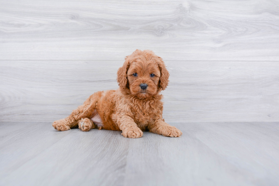 Fluffy Cavapoo Poodle Mix Pup