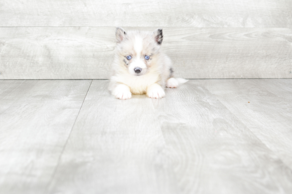 Small Pomsky Baby