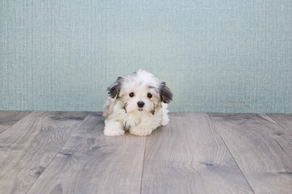 Havanese Puppy for Adoption