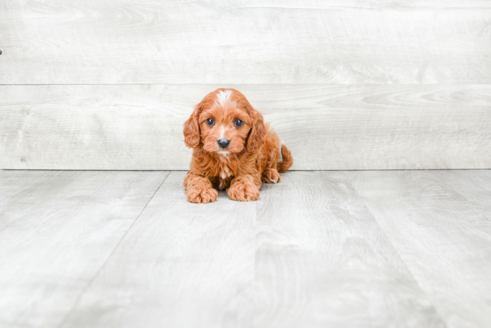 Smart Cavapoo Poodle Mix Pup