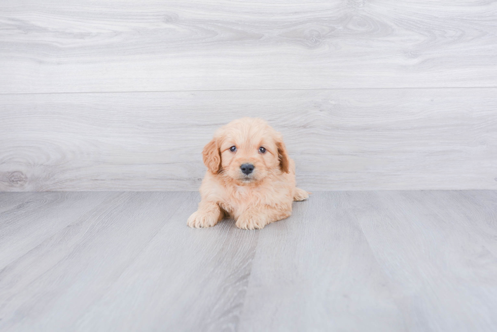 Mini Goldendoodle Puppy for Adoption