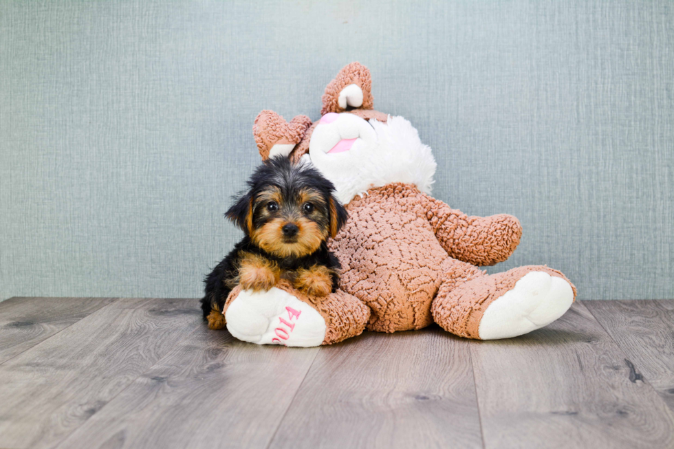 Meet Jeremy - our Yorkshire Terrier Puppy Photo 