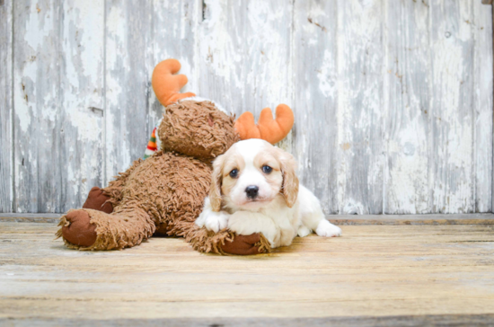 Cavalier King Charles Spaniel Puppy for Adoption