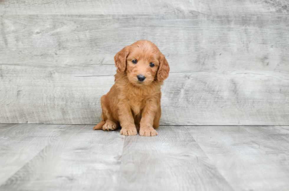 Mini Goldendoodle Pup Being Cute