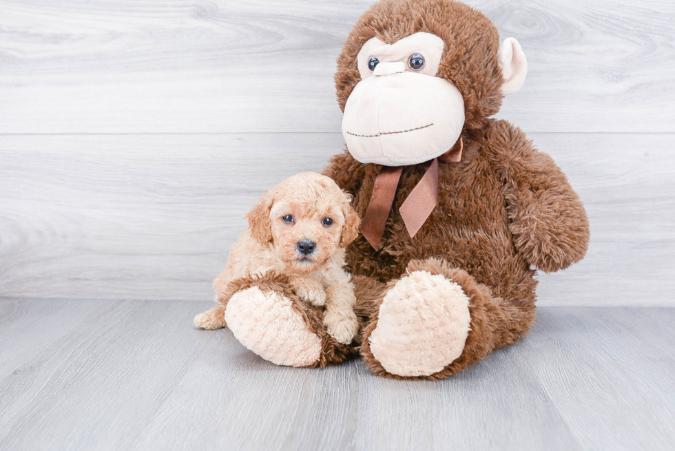 Fluffy Pudle Purebred Puppy