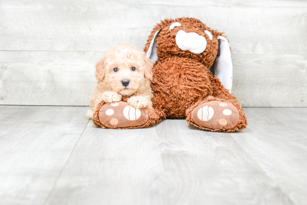 Sweet Maltipoo Baby